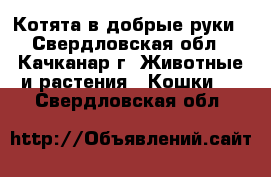 Котята в добрые руки - Свердловская обл., Качканар г. Животные и растения » Кошки   . Свердловская обл.